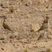 Burchell's Courser